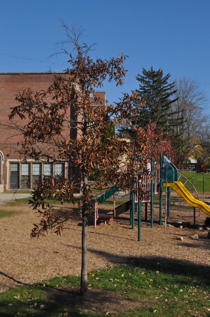 Ann Arbor Open School Ann Arbor Public Schools Bond Ann Arbor