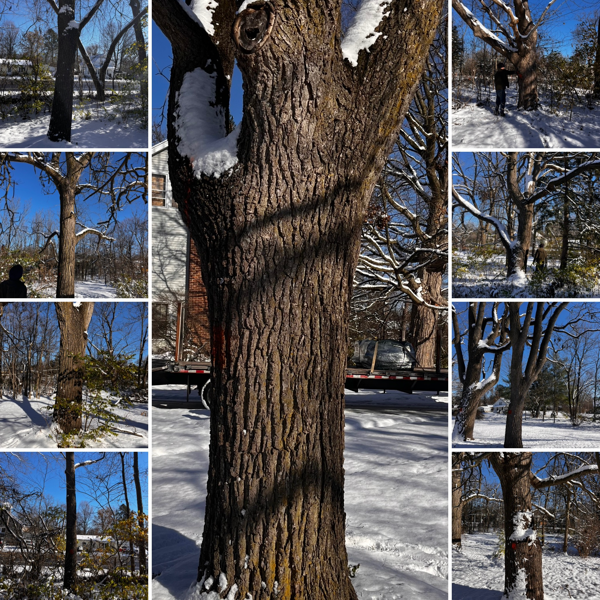 A collage of snow-covered trees ready to be felled.