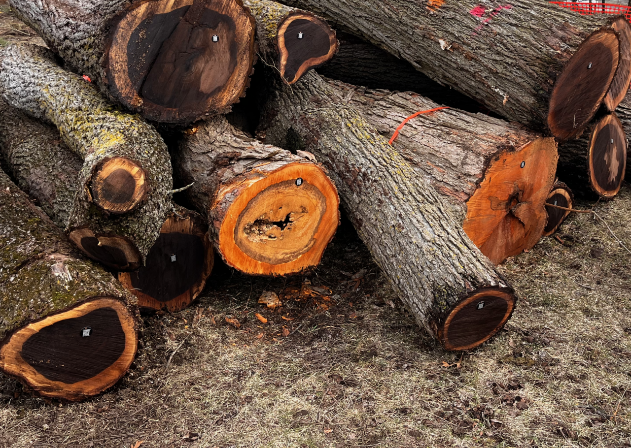 Felled logs with QR code tags ready to be sent to the saw mill for processing.